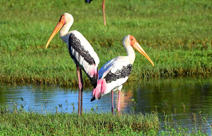 Bundala National Park